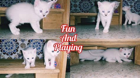 Baby kittens 🐈🐈 Fun and Playing Times - YouTube