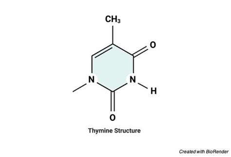 Thymine: Structure, Definition, and Functions