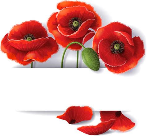 Red poppy with white background vector Vectors graphic art designs in ...