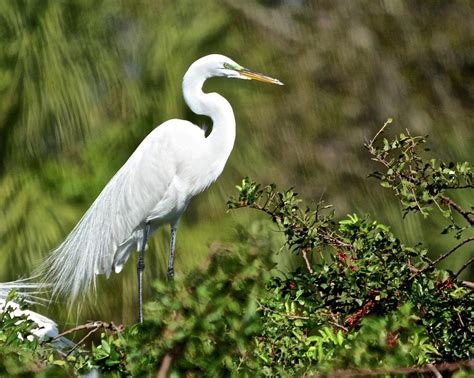 Nesting Great Egret Photograph by Carol Bradley - Fine Art America