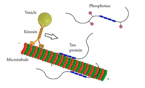 Tau protein - Proteopedia, life in 3D