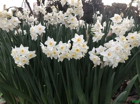 Narcissus Flower Meaning, Symbolism, and Uses You Should Know - GrowingVale