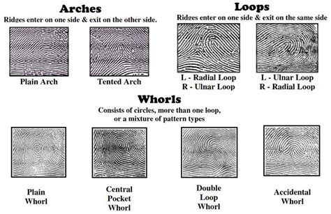 what are the three basic fingerprint patterns - stand-by-your-man ...