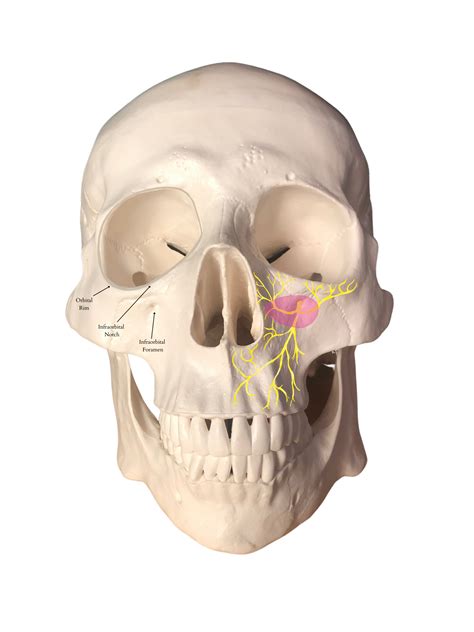 Infraorbital Nerve