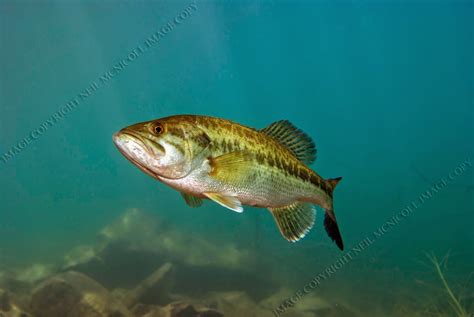 Largemouth Bass Underwater Photography: LARGEMOUTH BASS 3