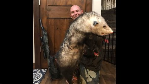 Father Of 5 Kills Giant Possum Breaking Into His Property