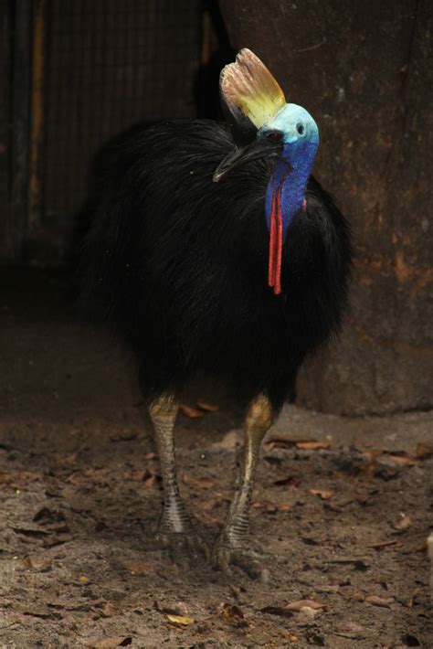 Southern Cassowary (Casuarius casuarius) - ZooChat