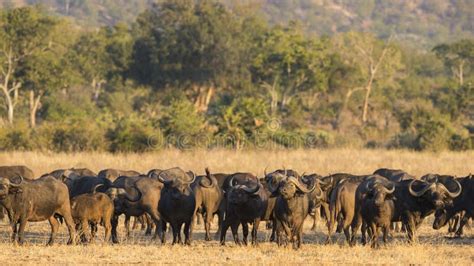 African Buffalo herd stock photo. Image of gonarezhou - 44121084