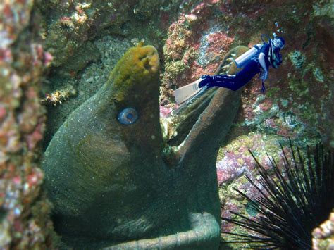 Giant Moray Eel by GregorytheImpaler on DeviantArt