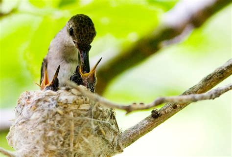 feeding baby hummingbirds by krnc on DeviantArt