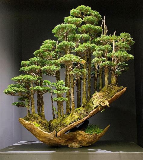 Kote on Twitter | Bonsai forest, Bonsai art, Indoor bonsai