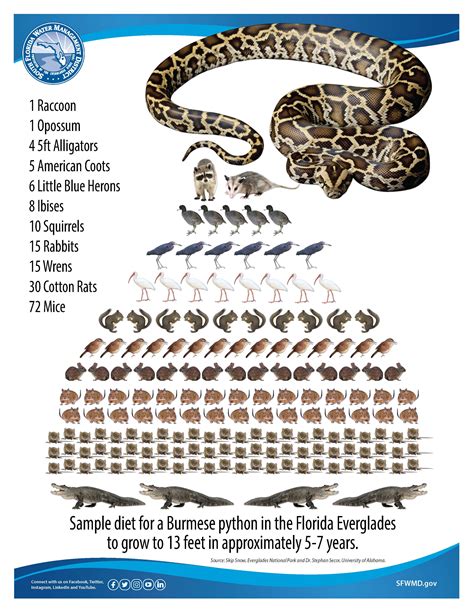 Python Elimination Program | South Florida Water Management District