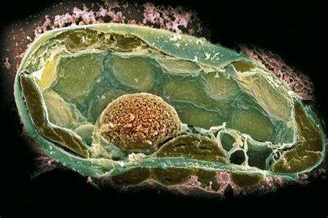 Cell Wall Structure and Function