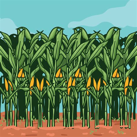 Corn Stalks on Farm illustration 173346 Vector Art at Vecteezy