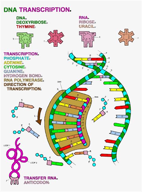 Dna Transcription Coloring Worksheet - 850x1100 PNG Download - PNGkit