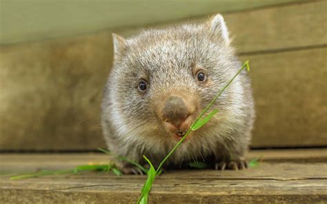 Baby Wombat: 10 Pictures and 10 Incredible Facts - A-Z Animals