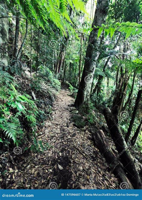 Springbrook Park Rainforest in Australia. Trekking Circuit Stock Image ...