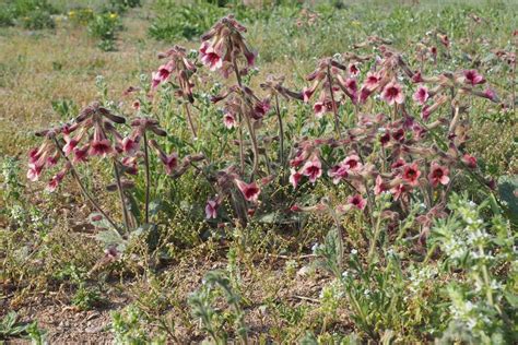 Rehmannia glutinosa (Gaertn.) DC. | Plants of the World Online | Kew ...