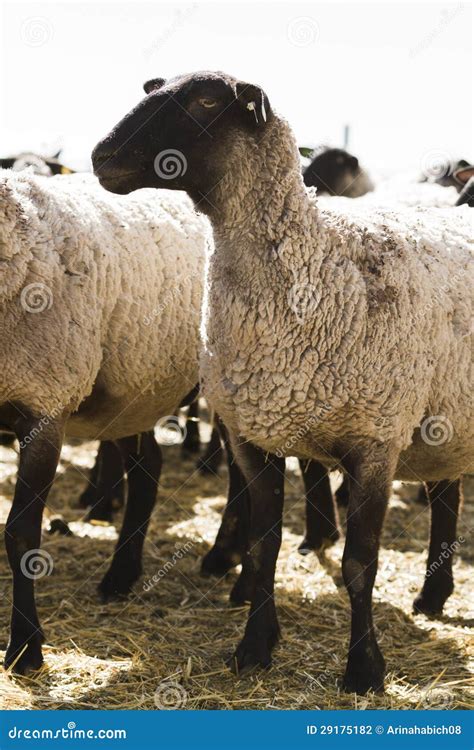 Suffolk Sheep stock photo. Image of animals, mammal, wool - 29175182