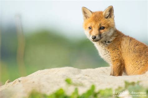 Fox Cubs Playing | Ansermoz-Photography