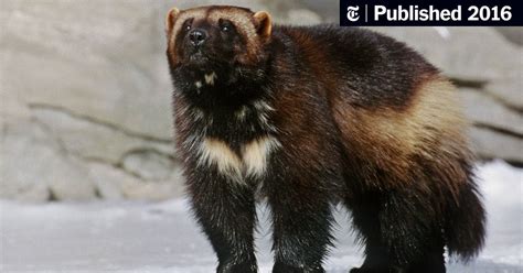 Judge Prods Wildlife Service on Protection for Wolverines - The New ...