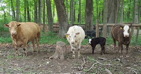 Preparing Beefalo - Slopoke Beefalo - Beefalo burger recipe - Bellbrook OH