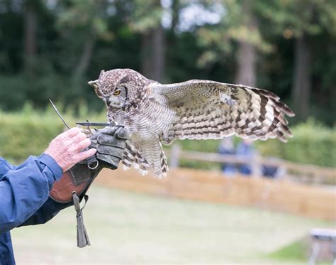 Falconry & Wildlife September Blog - Leeds Castle