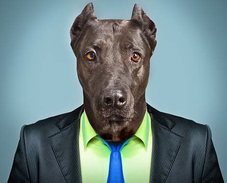 Portrait Of A Dog In A Business Suit Stock Photo - Download Image Now ...