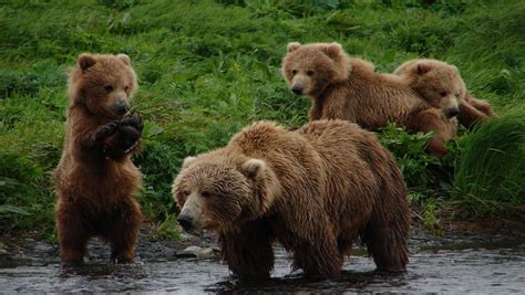 Grizzly Bears vs Brown Bears : Differences | Alaska Tours