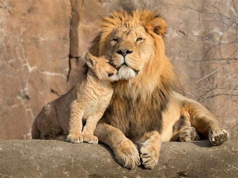 ‘Healthy and active’ African lion cub born at Denver Zoo in Colorado ...