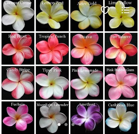 An assortment of Plumerias also known as Frangipani | Exotic flowers ...