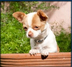 Papi Jr. | Beverly Hills Chihuahua Wiki | Fandom