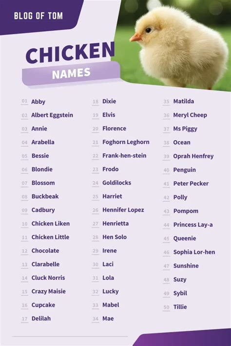 941 Chicken Names (Funny & Cute Girl & Boy Ideas)