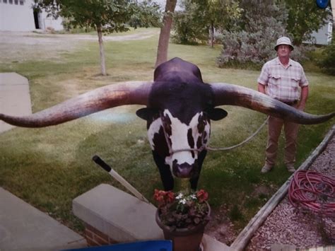 Skorheim: The story of a 'village idiot,' a large-horned steer and a ...