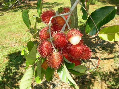 Conkers: The seed of the Rambutan obsession? - angmohdan