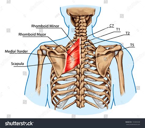 Rhomboid Minor and Major Anatomy Orthobullets