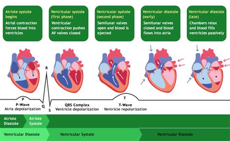 No way Denmark reward cardiac cycle definition Host of overhead Occurrence