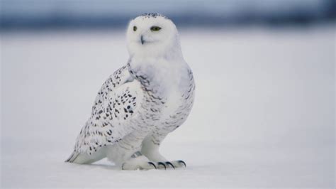 Snowy Owl Habitat Images - Asesores