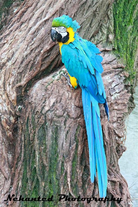 Blue and Gold Macaw - Animal Experiences At Wingham Wildlife Park In Kent