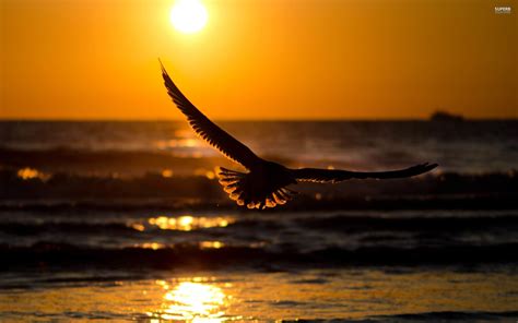 Sunset Bird Wallpapers - Top Free Sunset Bird Backgrounds - WallpaperAccess