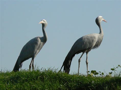 What Is Crane bird;10 Characteristics Of Bird Crane You Must Know