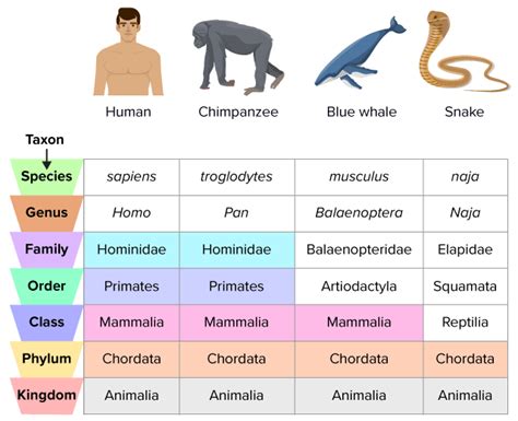 Binomial Nomenclature Examples Of Animals