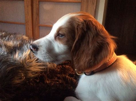 Irish red and white setter puppy, Fiagia. | Setter puppies, Red and ...