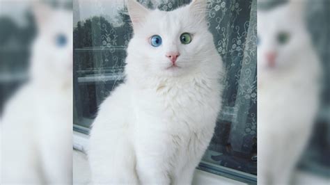 Snow-white cat has the most magical blue and green eyes | Mashable