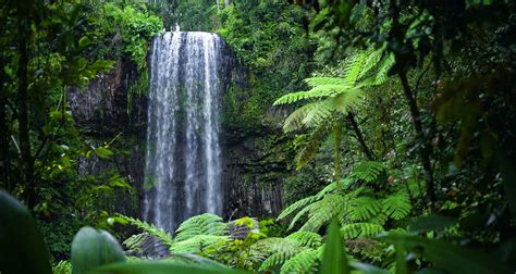 Rainforest Tours | Pacific Hotel Cairns