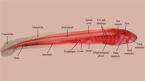 Larval lamprey | Atlas of Comparative Vertebrate Anatomy