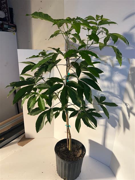 Grafted White Sapote Tree 3 Gallon Pot – Lara Farms Miami