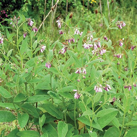 Comfrey Seeds from Mr Fothergill's Seeds and Plants