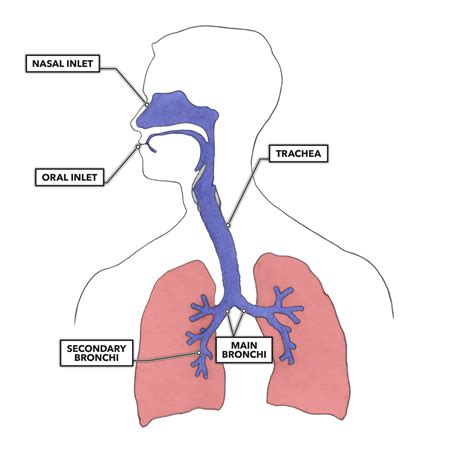 CrossFit | Lung Anatomy: The Airway and Alveoli