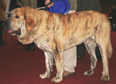 Kumaon Mastiff Info, History, Temperament, Training, Puppy, Pictures